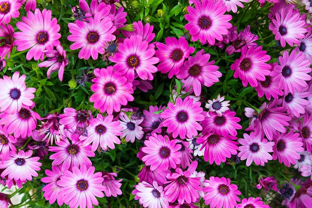 Trapani Province-Erice African Daisies in the ancient hill town of Erice art print by Emily Wilson for $57.95 CAD