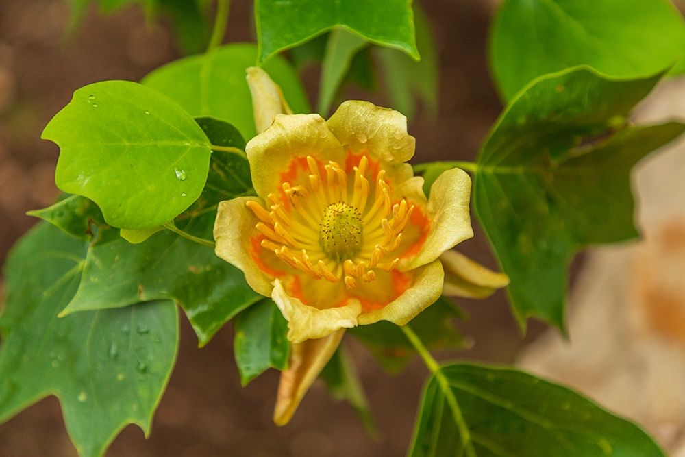 Italy-Apulia Yellow flower showing petals-stamen-and pistil art print by Emily Wilson for $57.95 CAD