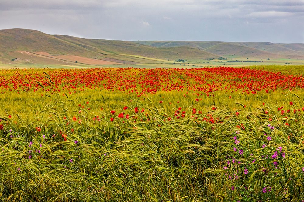 Italy-Apulia-Metropolitan City of Bari-Gravina in Puglia Large field of barley and poppies art print by Emily Wilson for $57.95 CAD