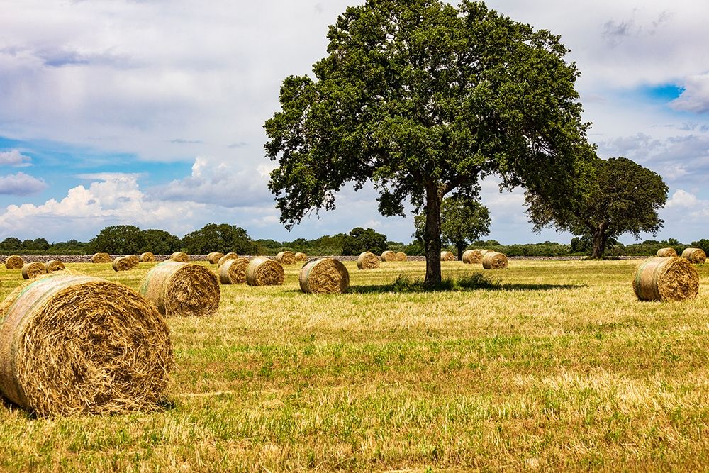 Italy-Apulia-Metropolitan City of Bari-Gioia del Colle Bales of hay in a field art print by Emily Wilson for $57.95 CAD