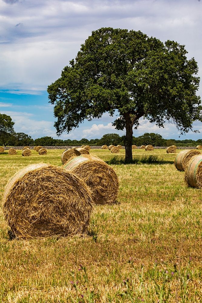 Italy-Apulia-Metropolitan City of Bari-Gioia del Colle Bales of hay in a field art print by Emily Wilson for $57.95 CAD
