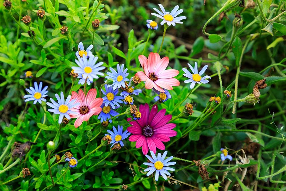 Italy-Apulia-Metropolitan City of Bari-Gioia del Colle Colorful wildflowers art print by Emily Wilson for $57.95 CAD