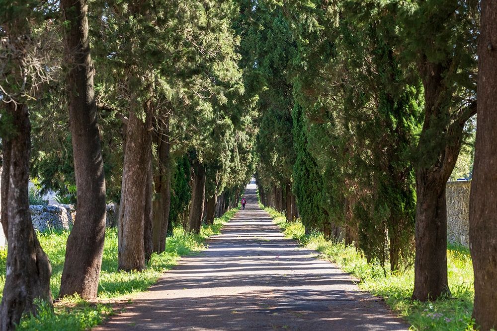 Italy-Apulia-Metropolitan City of Bari-Locorotondo Tree-lined walkway art print by Emily Wilson for $57.95 CAD