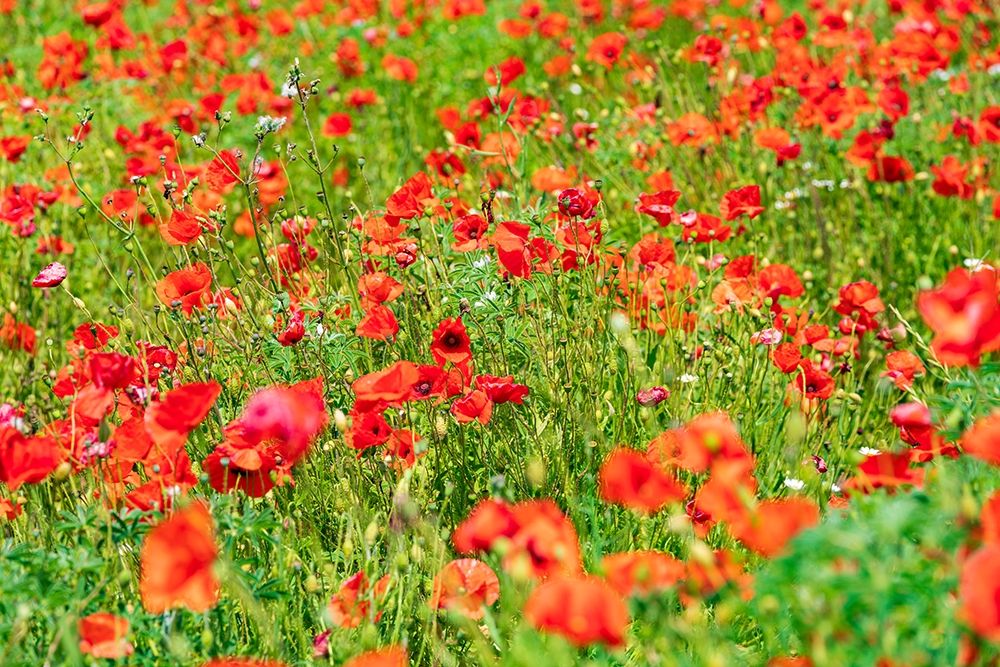 Italy-Apulia-Metropolitan City of Bari-Locorotondo Field of poppies art print by Emily Wilson for $57.95 CAD