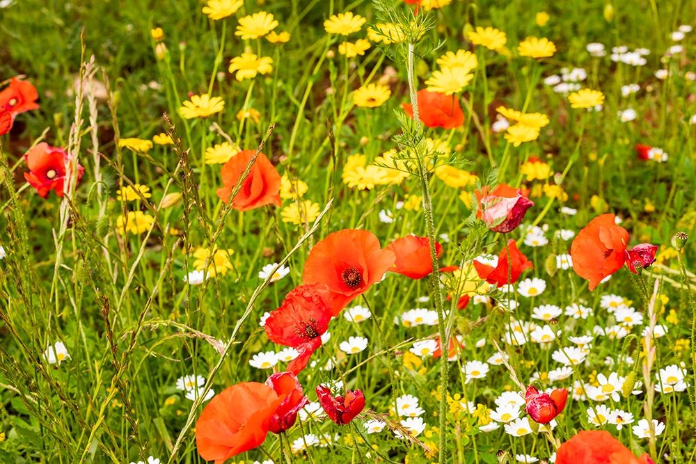 Italy-Apulia-Province of Bari Countryside with poppies and other wildflowers art print by Emily Wilson for $57.95 CAD