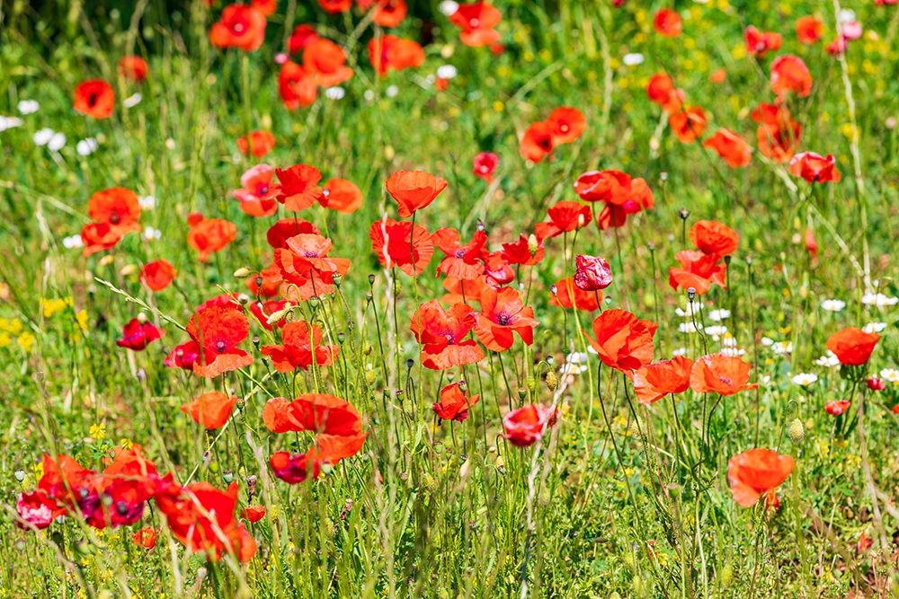 Italy-Apulia-Province of Bari Countryside with poppies art print by Emily Wilson for $57.95 CAD