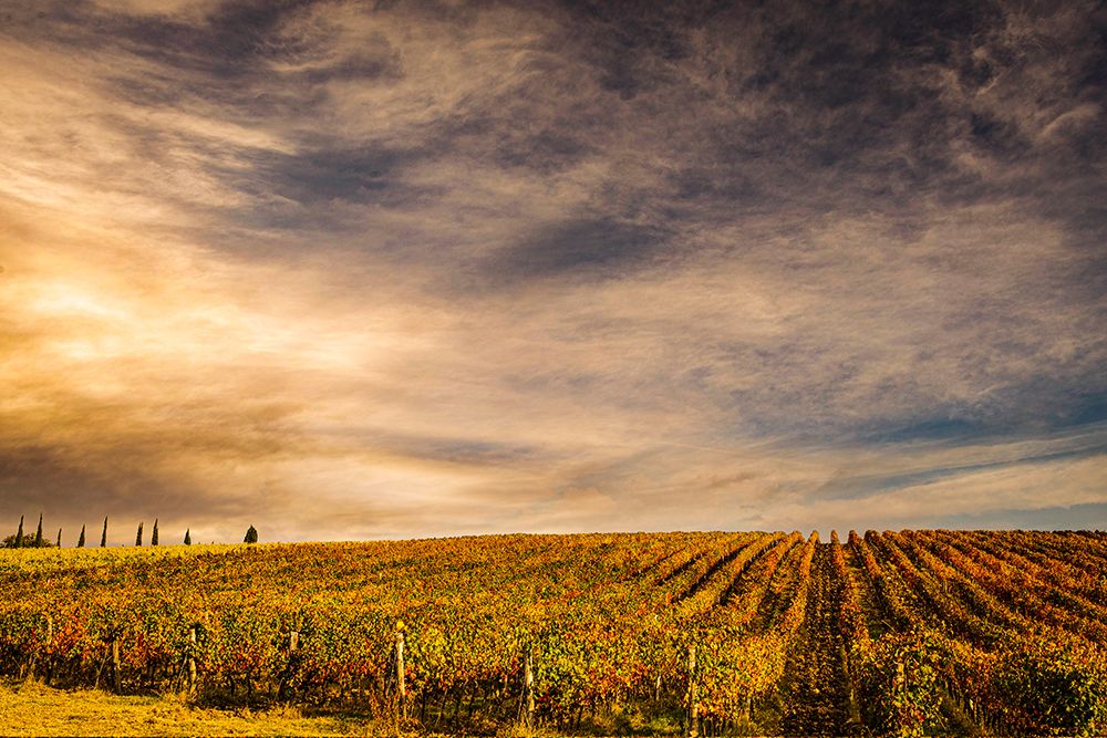 Italy-vineyard art print by George and Marilu Theodore for $57.95 CAD
