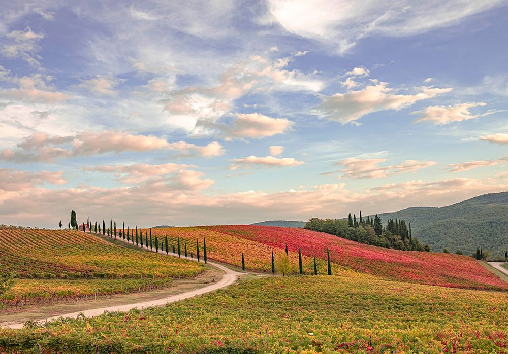 Italy-Tuscany-vineyard art print by George and Marilu Theodore for $57.95 CAD