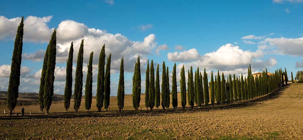 Cyprus trees-Italy art print by George and Marilu Theodore for $57.95 CAD
