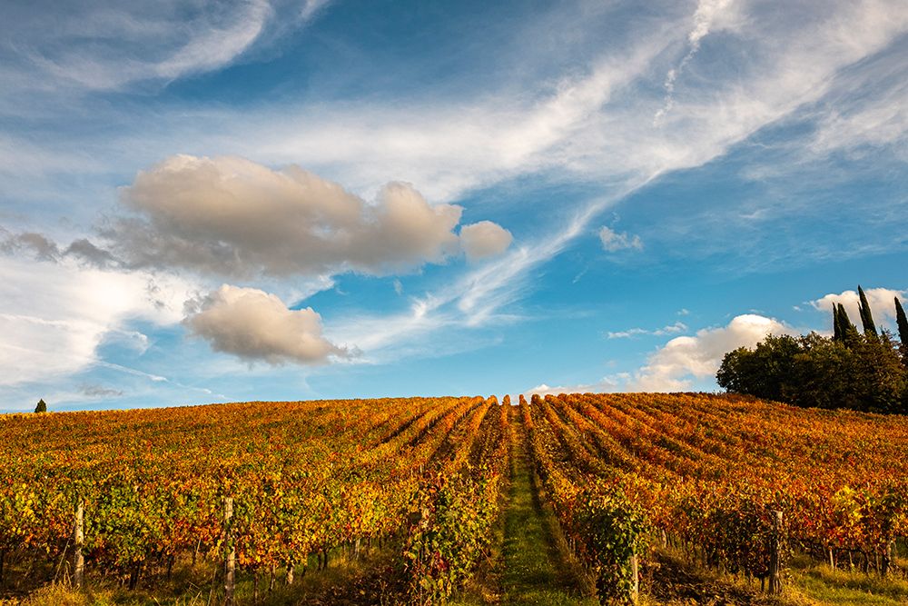 Vineyard in autumn-Italy art print by George and Marilu Theodore for $57.95 CAD