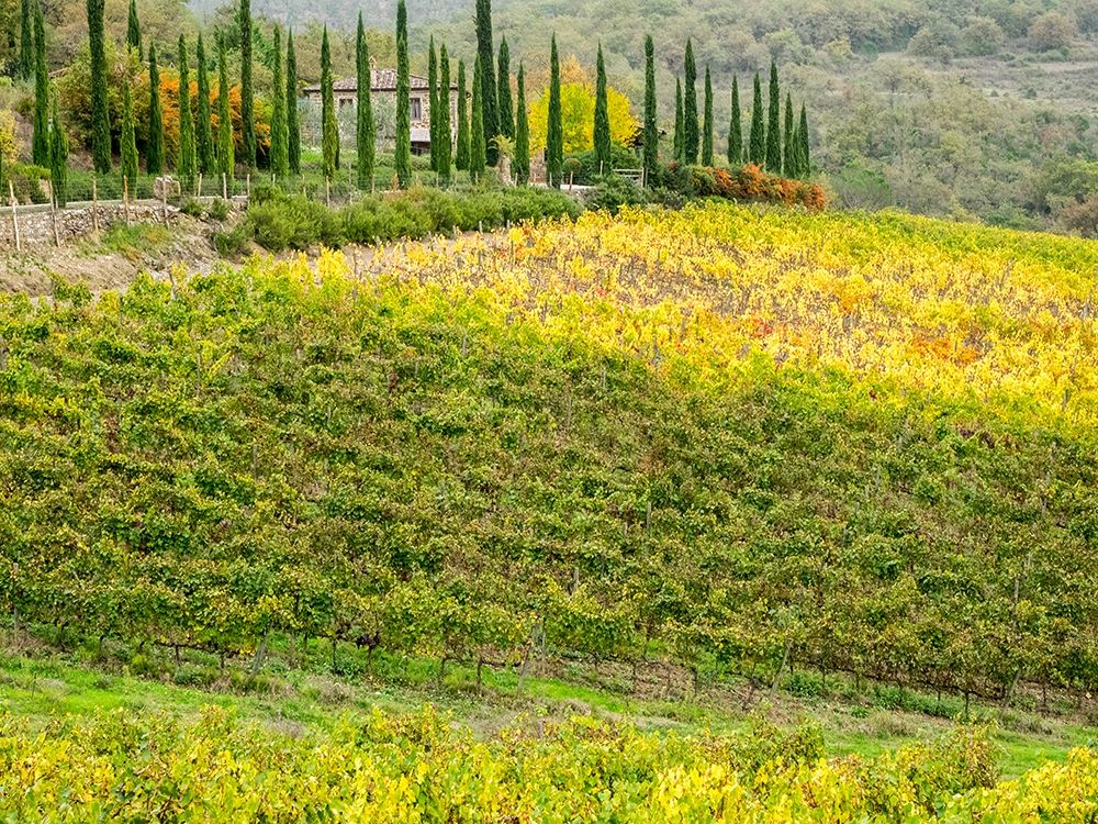 Italy-Chianti Vineyard in autumn in the Chianti region of Tuscany art print by Julie Eggers for $57.95 CAD