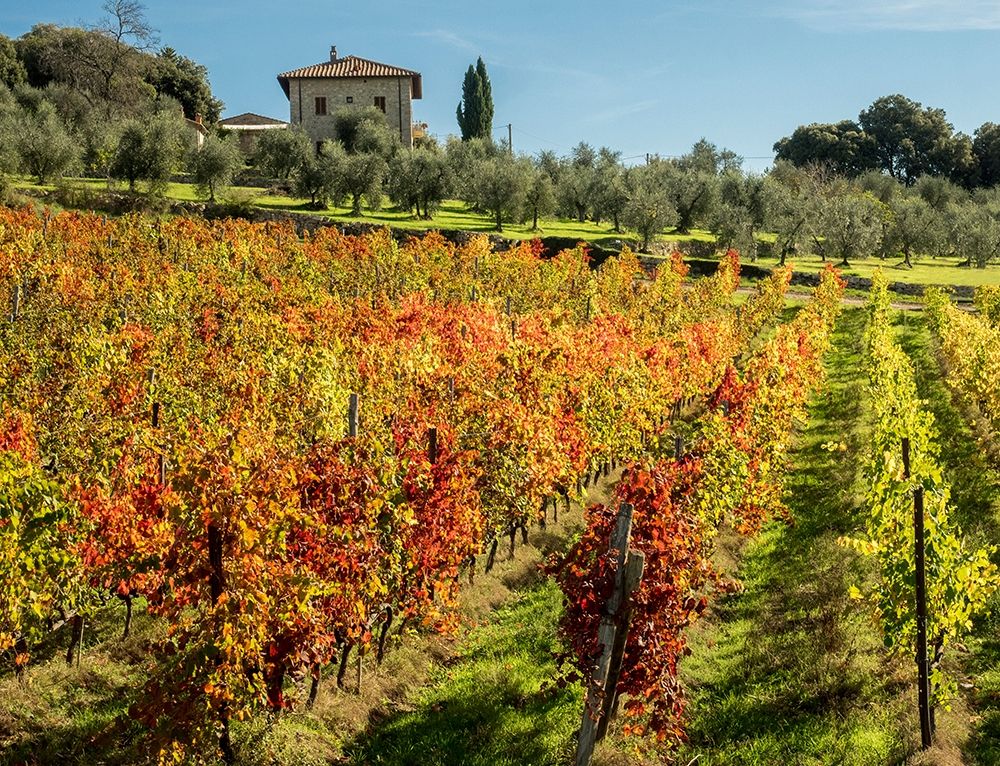 Italy-Chianti Vineyard in autumn in the Chianti region of Tuscany art print by Julie Eggers for $57.95 CAD