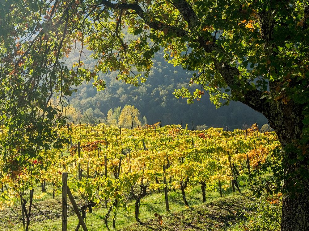 Italy-Chianti Vineyard in autumn in the Chianti region of Tuscany art print by Julie Eggers for $57.95 CAD