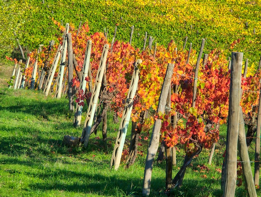Italy-Chianti Vineyard in autumn in the Chianti region of Tuscany art print by Julie Eggers for $57.95 CAD