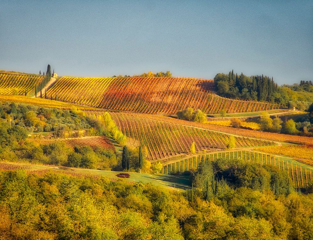 Italy-Chianti Vineyard in autumn in the Chianti region of Tuscany art print by Julie Eggers for $57.95 CAD