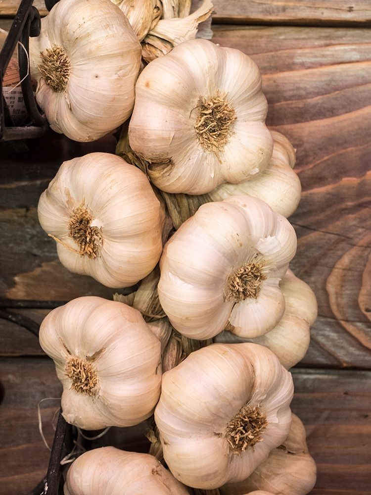 Italy-Chianti Garlic hanging in a meat shop in the town of Radda in Chianti art print by Julie Eggers for $57.95 CAD