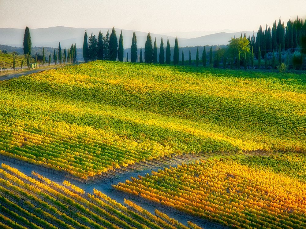 Italy-Chianti Vineyard in autumn in the Chianti region of Tuscany art print by Julie Eggers for $57.95 CAD