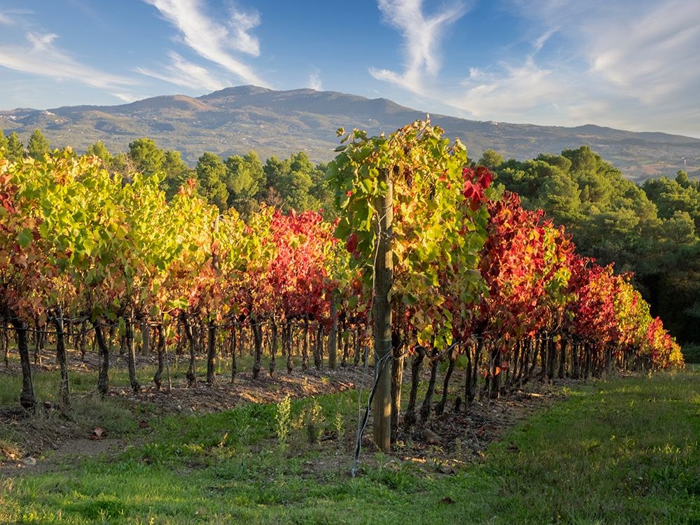 Italy-Chianti Vineyard in autumn in the Chianti region of Tuscany art print by Julie Eggers for $57.95 CAD