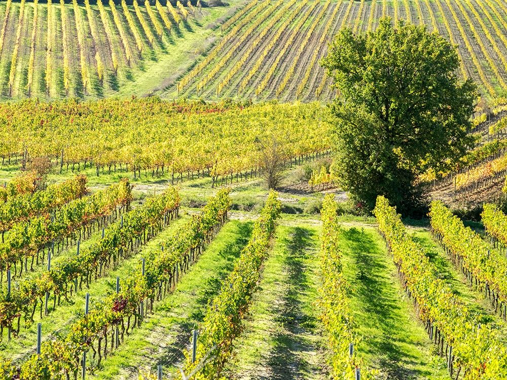 Italy-Chianti Vineyard in autumn in the Chianti region of Tuscany art print by Julie Eggers for $57.95 CAD