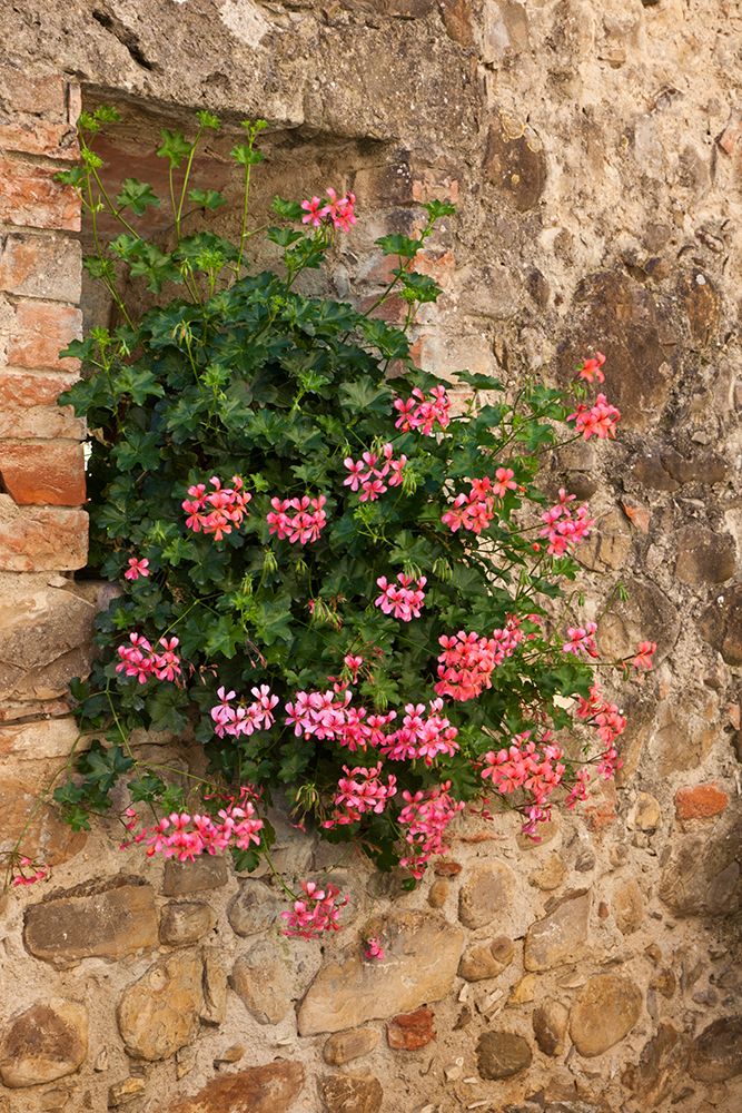 Italy-Tuscany Pink ivy geraniums blooming in a window in Tuscany art print by Julie Eggers for $57.95 CAD