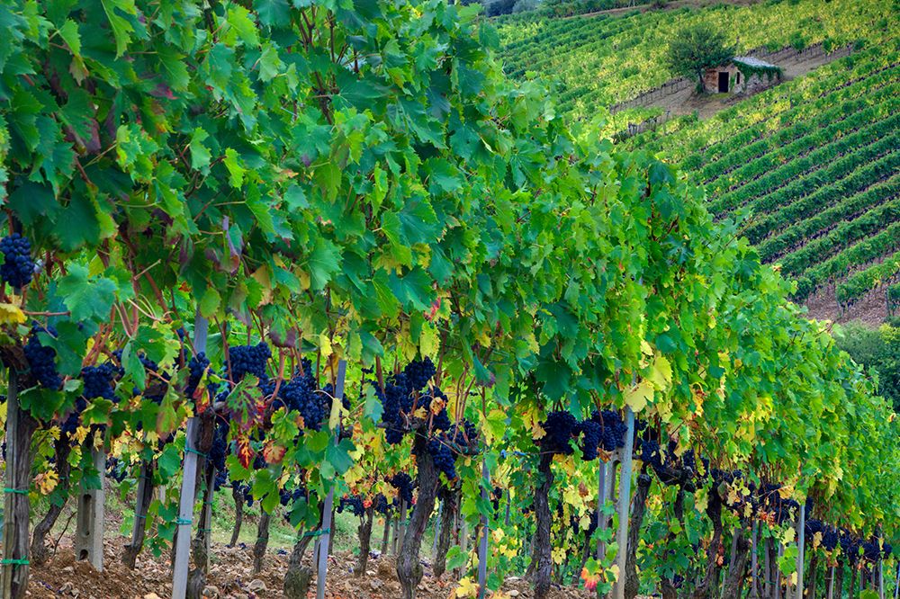 Italy-Tuscany Vineyard with grapes on the vine and small shed in the field art print by Julie Eggers for $57.95 CAD