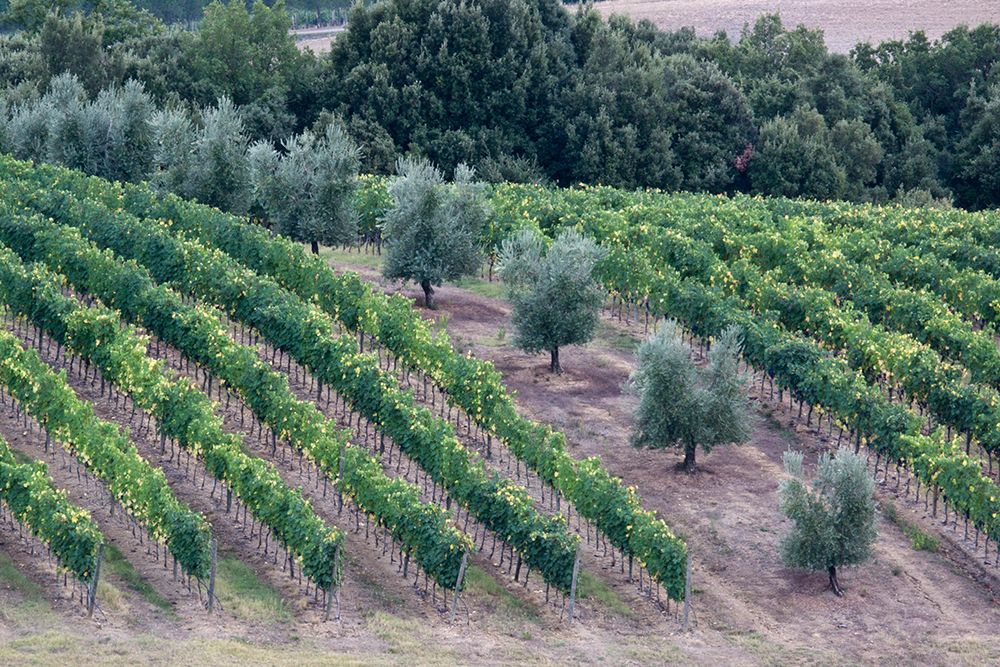 Italy-Tuscany Vineyard and olive trees in the Tuscan landscape art print by Julie Eggers for $57.95 CAD
