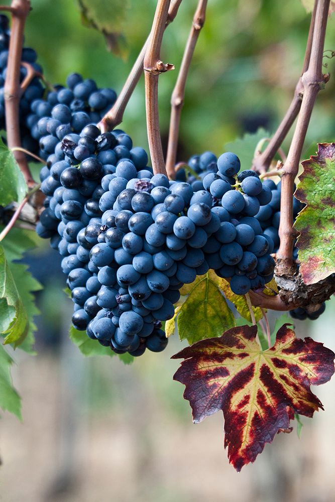 Italy-Tuscany Grapes on the vine in a vineyard in Tuscany art print by Julie Eggers for $57.95 CAD