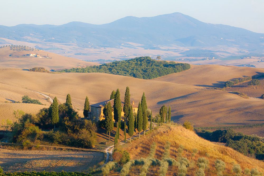 Italy-Tuscany Belvedere House-Olive trees-and vineyards near San Quirico dOrcia art print by Julie Eggers for $57.95 CAD