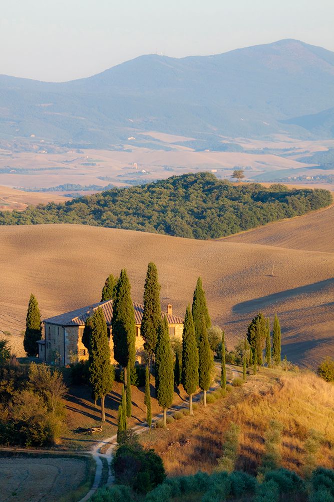 Italy-Tuscany Belvedere House-Olive trees-and vineyards near San Quirico dOrcia art print by Julie Eggers for $57.95 CAD
