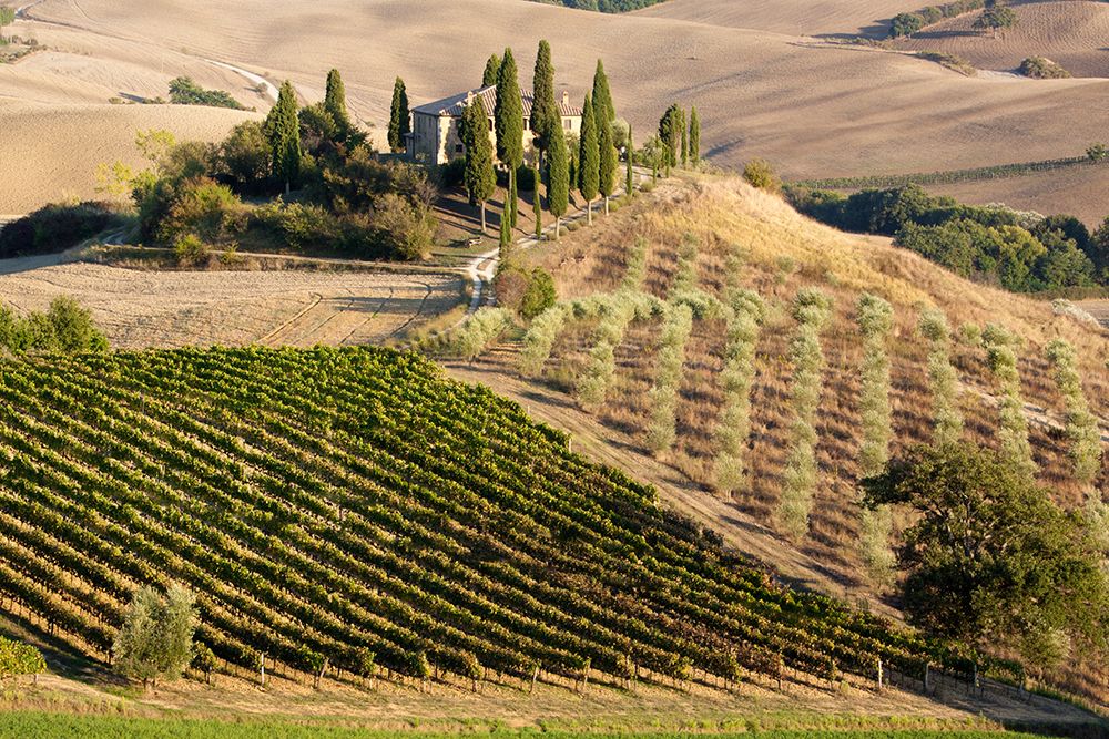 Italy-Tuscany Belvedere House-Olive trees-and vineyards near San Quirico dOrcia art print by Julie Eggers for $57.95 CAD