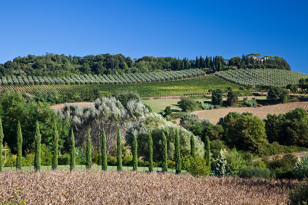Italy-Tuscany Villa on hillside surrounded with olive trees and vineyard art print by Julie Eggers for $57.95 CAD