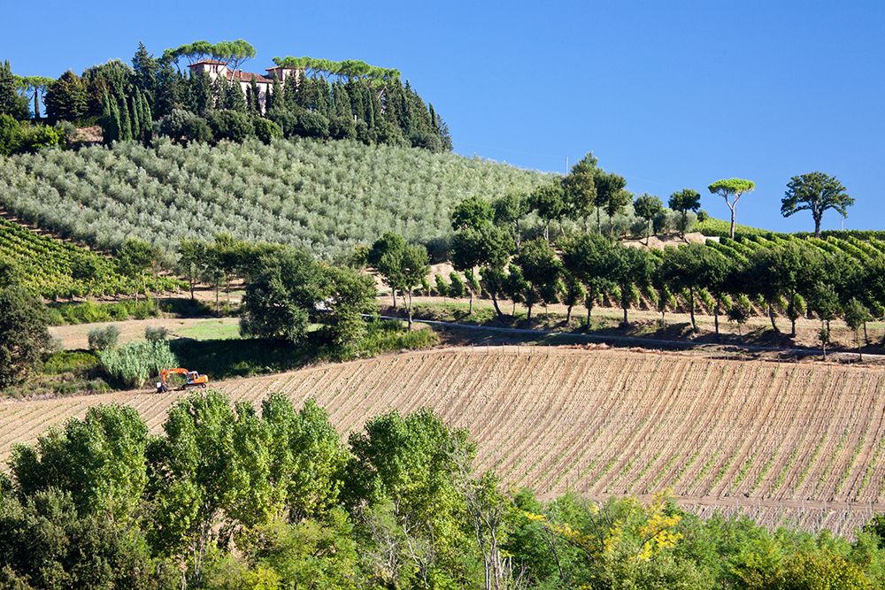 Italy-Tuscany Villa on hillside surrounded with olive trees and vineyard art print by Julie Eggers for $57.95 CAD