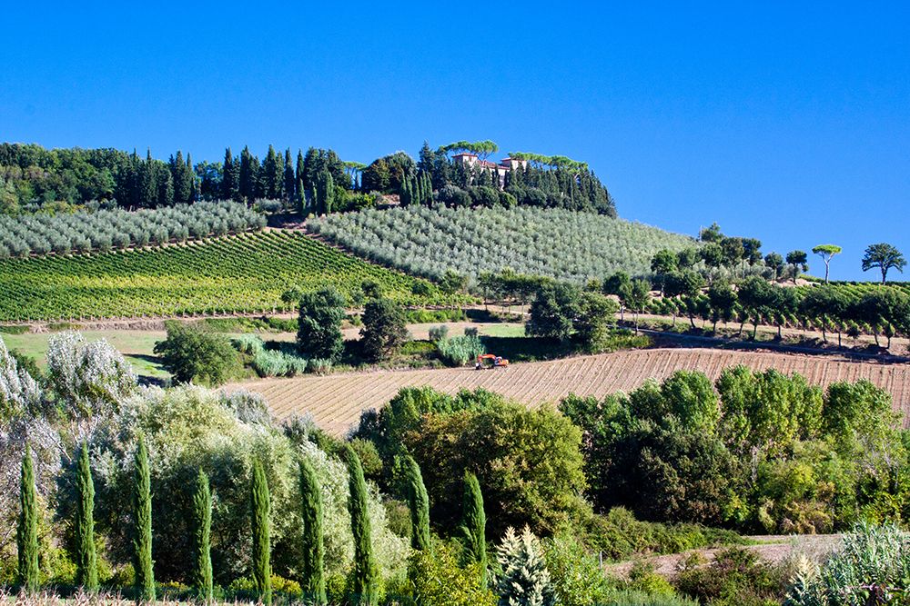 Italy-Tuscany Villa on hillside surrounded with olive trees and vineyard art print by Julie Eggers for $57.95 CAD