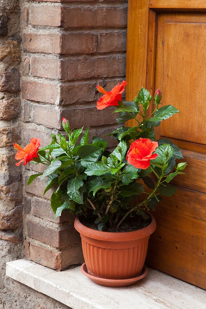 Italy-Tuscany-San Gimignano Red hibiscus flower in a pot on the doorstep of a home in San Gimignano art print by Julie Eggers for $57.95 CAD