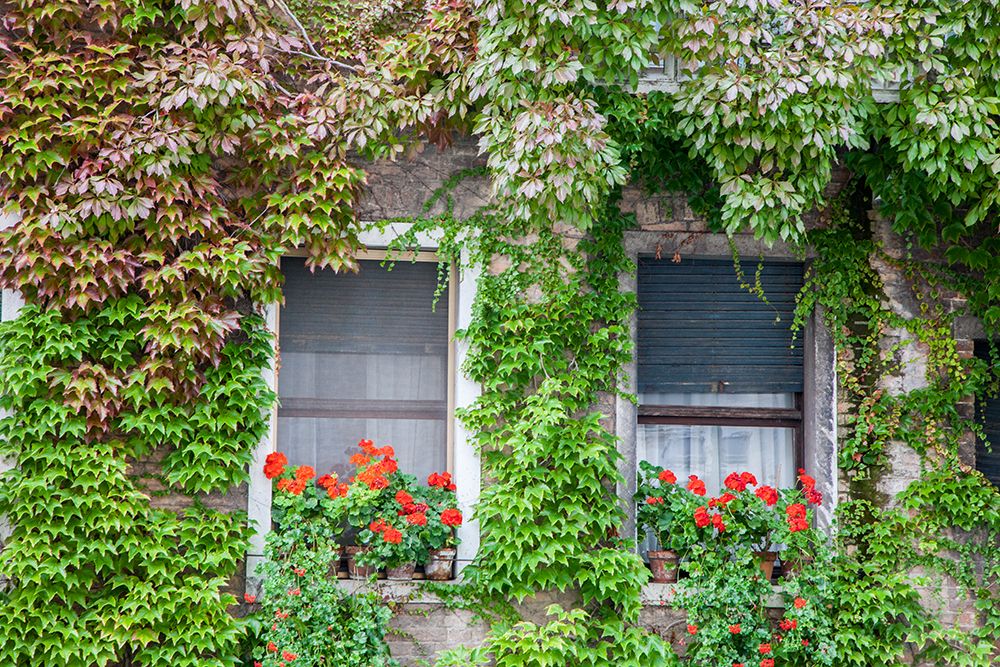 Italy-Venice A pair of windows with red ivy geraniums and ivy climbing the walls art print by Julie Eggers for $57.95 CAD