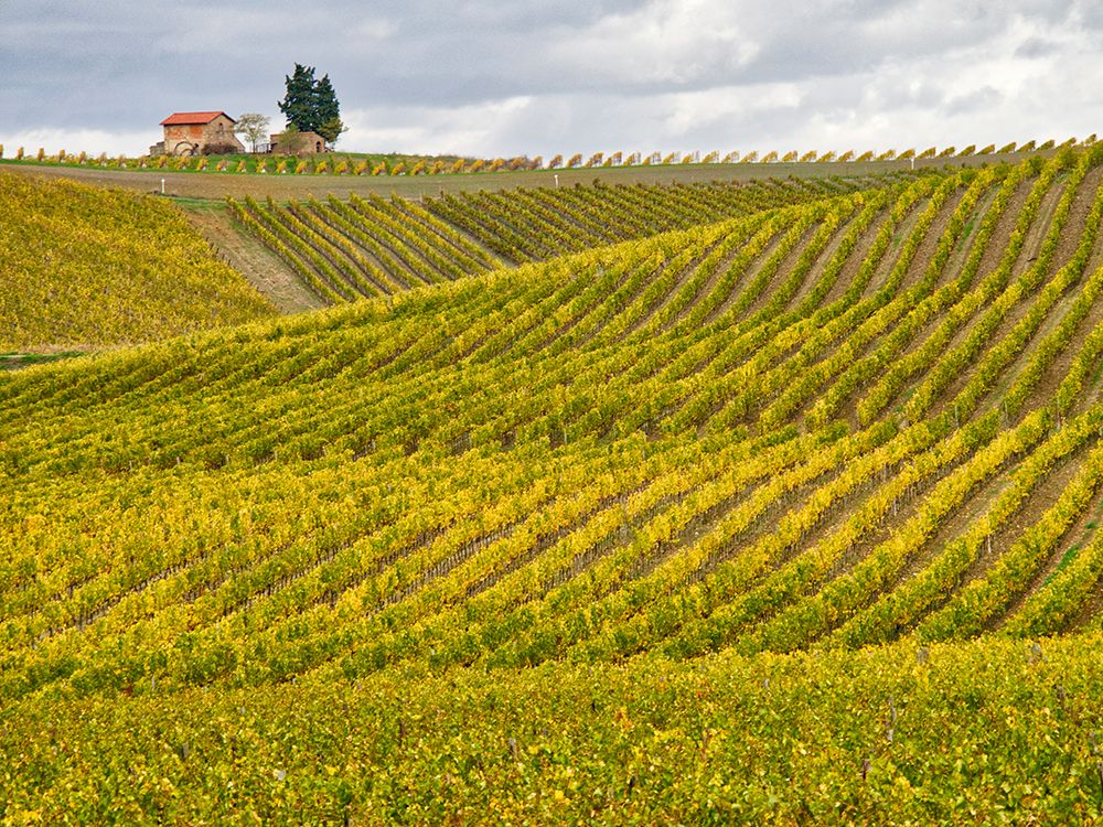 Italy-Tuscany Colorful vineyard in autumn art print by Julie Eggers for $57.95 CAD