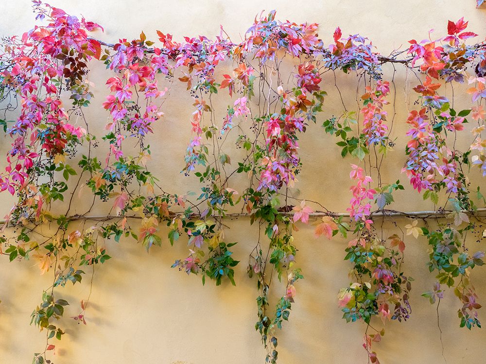 Italy-Tuscany-Pienza Colorful vines hanging on a wall along the streets art print by Julie Eggers for $57.95 CAD