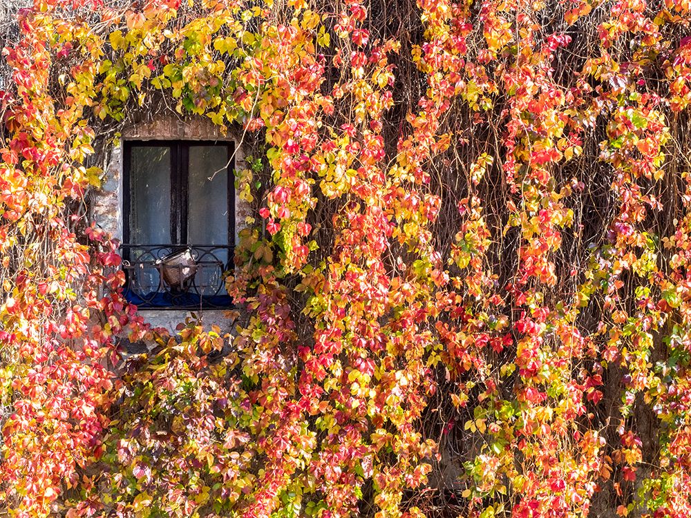 Italy-Tuscany-Pienza Ivy covered wall along the streets art print by Julie Eggers for $57.95 CAD