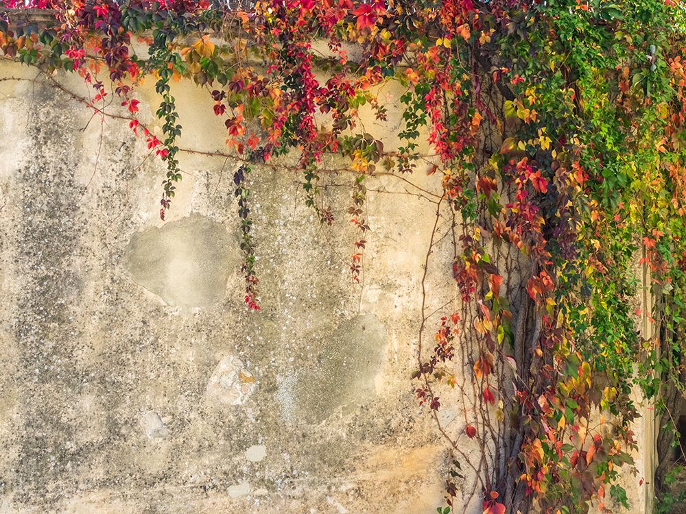 Italy-Tuscany-Monticchiello Red ivy covering the walls of the buildings art print by Julie Eggers for $57.95 CAD