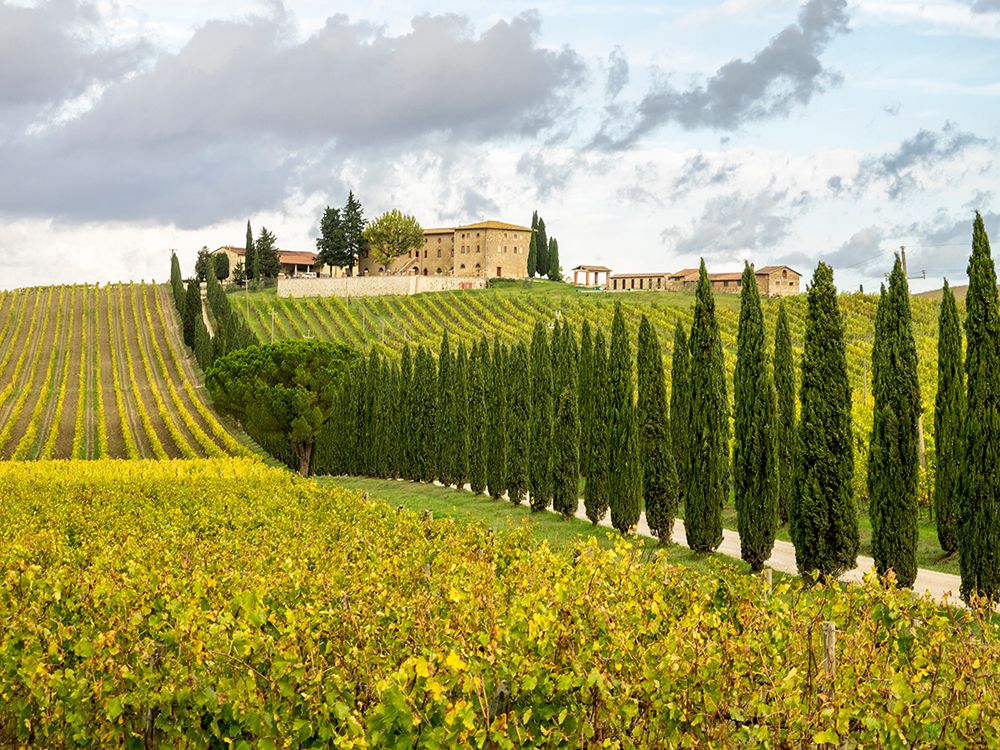 Italy-Tuscany Road lined with Italian cypress trees leading to a villa art print by Julie Eggers for $57.95 CAD