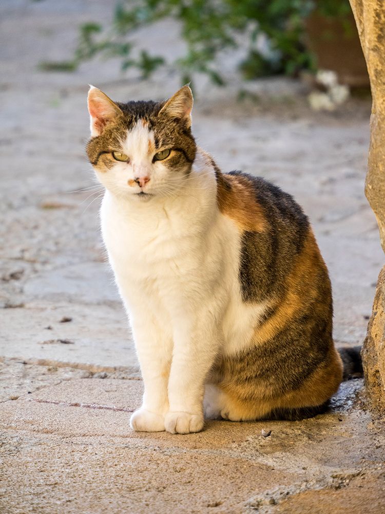 Italy-Tuscany-Monticchiello Tabby cat art print by Julie Eggers for $57.95 CAD