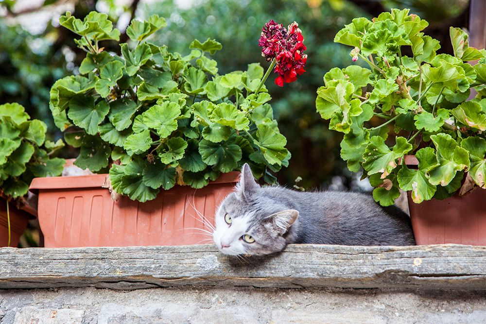 Italy- Umbria- Assisi. Gray and white cat resting in between flower pots with geraniums. art print by Julie Eggers for $57.95 CAD