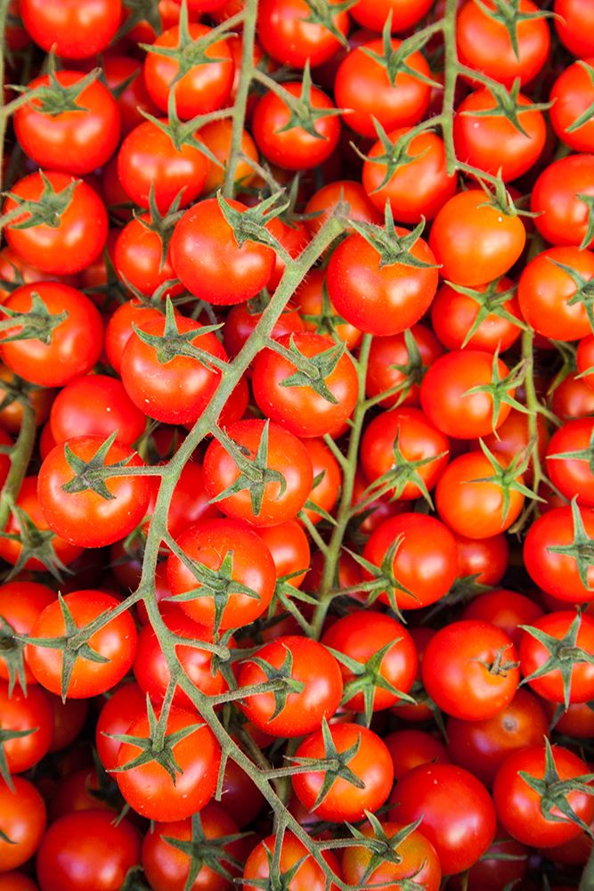 Italy- Umbria- Montefalco. Closeup of tomatoes on the vine. art print by Julie Eggers for $57.95 CAD