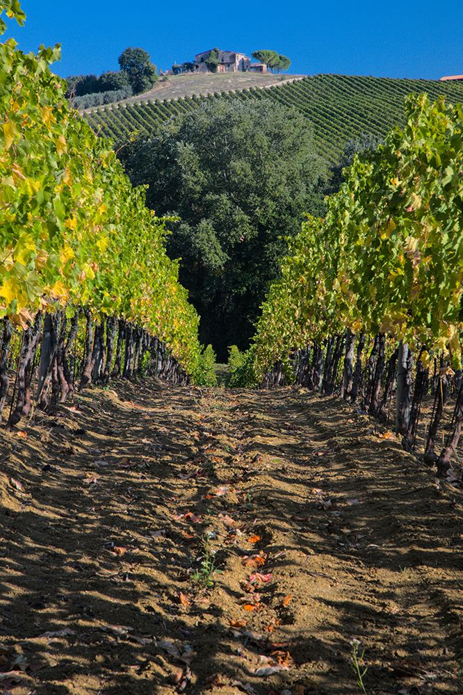 Italy- Umbria. Home surrounded by vineyards. art print by Julie Eggers for $57.95 CAD