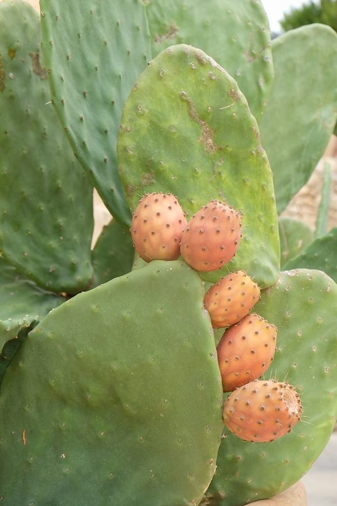 Noto, Sicily. Catus pads with prickly pear fruit. art print by Julien McRoberts for $57.95 CAD