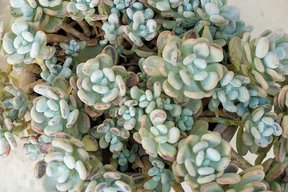 Noto, Sicily. Blue green succulents. art print by Julien McRoberts for $57.95 CAD