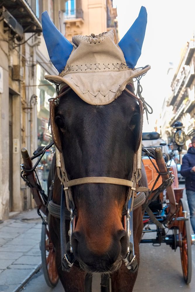 Palermo, Sicily. Horse wearing fashionable hat. art print by Julien McRoberts for $57.95 CAD