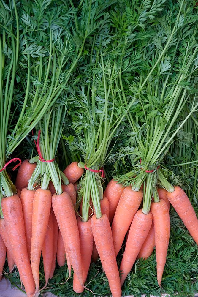 Palermo, Sicily. Fresh carrots for sale at the Ballaro market art print by Julien McRoberts for $57.95 CAD