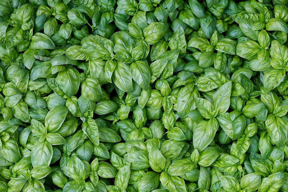 Palermo, Sicily. Fresh basil at farmers market. art print by Julien McRoberts for $57.95 CAD