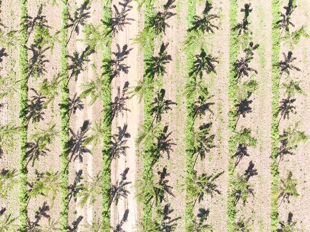 Italy-Mantua-poplar tree plantation-poplar trees are used to produce pulp for paper making art print by Michele Molinari for $57.95 CAD